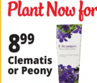 Ocean State Job Lot Clematis or Peony offer
