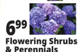 Ocean State Job Lot Flowering Shrubs & Perennials offer