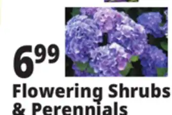 Ocean State Job Lot Flowering Shrubs & Perennials offer