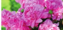 Ocean State Job Lot Flowering Bulbs & Perennials offer