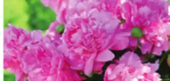 Ocean State Job Lot Flowering Bulbs & Perennials offer