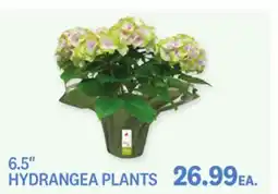 Kings Food Markets 6.5 HYDRANGEA PLANTS offer