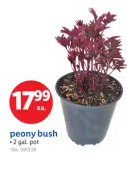 Lidl peony bush offer
