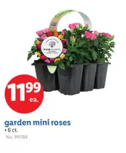 Lidl garden mini roses offer