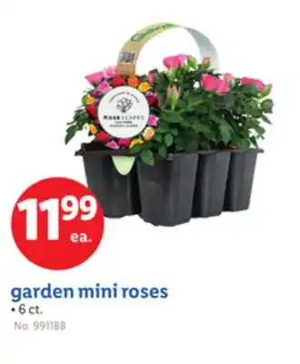 Lidl garden mini roses offer