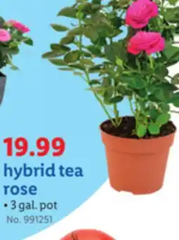 Lidl hybrid tea rose offer