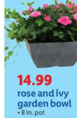 Lidl rose and ivy garden bowl offer