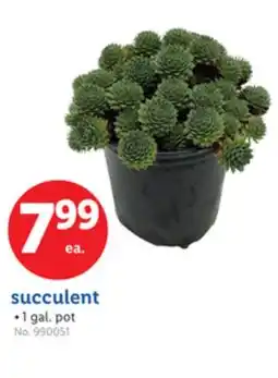 Lidl succulent offer