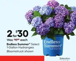 Lowe's Endless Summer Select 1-Gallon Hydrangea offer