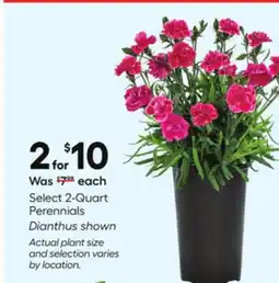 Lowe's Select 2-Quart Perennials offer