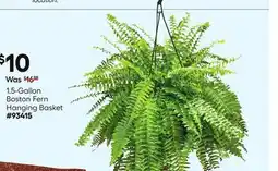 Lowe's 1.5-Gallon Boston Fern Hanging Basket offer