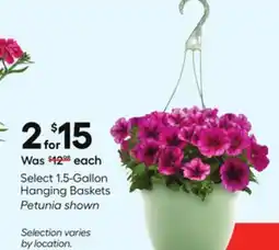 Lowe's Select 1.5-Gallon Hanging Baskets offer