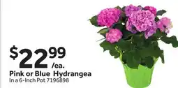 Stop&Shop Pink or Blue Hydrangea offer