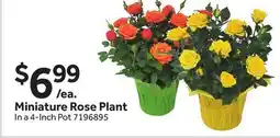 Stop&Shop Miniature Rose Plant offer