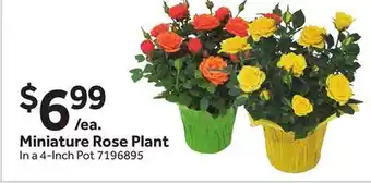 Stop&Shop Miniature Rose Plant offer
