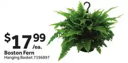 Stop&Shop Boston Fern offer