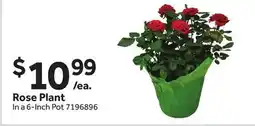 Stop&Shop Rose Plant offer