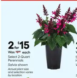 Lowe's Select 2-Quart Perennials offer