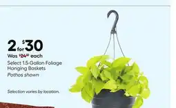 Lowe's Pothos Select 1.5-Gallon Foliage Hanging Baskets offer