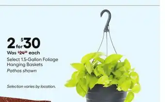 Lowe's Pothos Select 1.5-Gallon Foliage Hanging Baskets offer