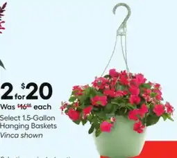 Lowe's Select 1.5-Gallon Hanging Baskets offer