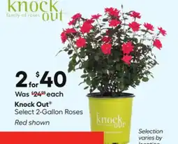 Lowe's Select 2-Gallon Roses offer