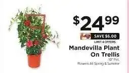 ShopRite Mandevilla Plant on Trellis offer