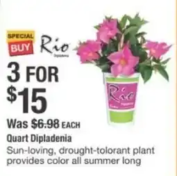 The Home Depot Quart dipladenia offer