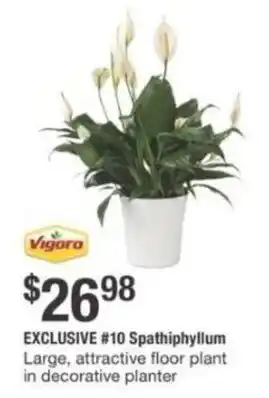 The Home Depot Spathiphyllum offer