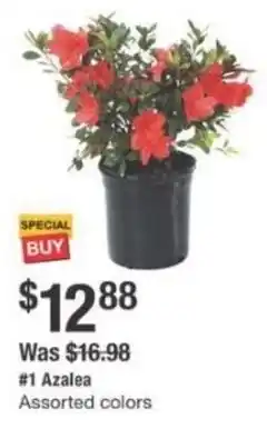 The Home Depot Assorted colors Azalea offer