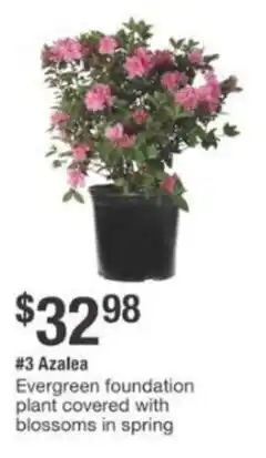 The Home Depot Azalea offer