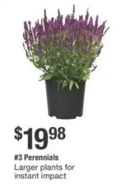 The Home Depot Perennials Larger plants for instant impact offer