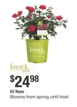 The Home Depot Rose offer