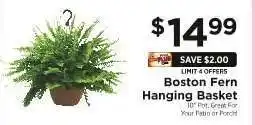 ShopRite Boston Fern Hanging Basket offer