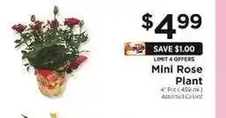 ShopRite Mini Rose Plant offer