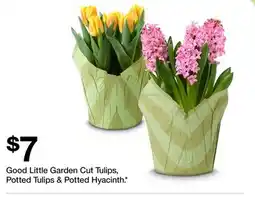 Target Good Little Garden cut tulips, potted tulips & potted hyacinth offer