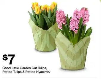 Target Good Little Garden cut tulips, potted tulips & potted hyacinth offer