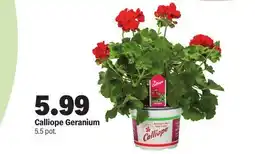 Meijer Calliope Geranium offer
