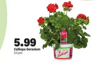 Meijer Calliope Geranium offer