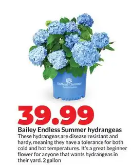 Hy-Vee Bailey Endless Summer hydrangeas offer