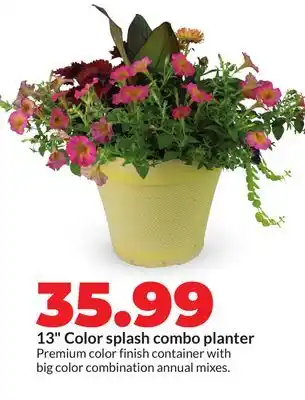 Hy-Vee 13 Color splash combo planter offer