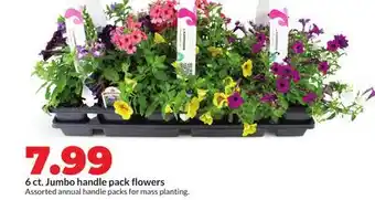 Hy-Vee 6 ct. Jumbo handle pack flowers offer