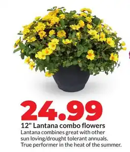 Hy-Vee 12 Lantana combo flowers offer