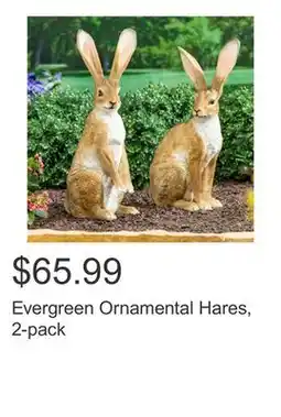 Costco Evergreen Ornamental Hares, 2-pack offer