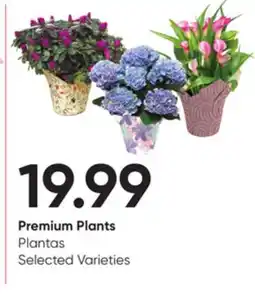 Stater Bros Premium Plants offer