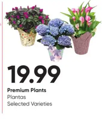 Stater Bros Premium Plants offer