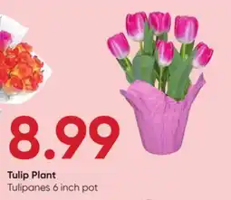 Stater Bros Tulip Plant offer