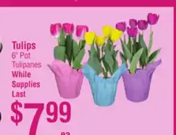 Smart & Final Tulips offer