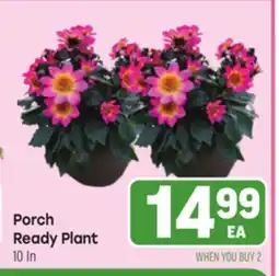 Tony’s Fresh Market Porch Ready Plant offer