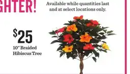 Mariano's 10 Braided Hibiscus Tree offer